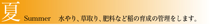米づくりのこだわり